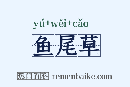 鱼尾草是什么意思的图片